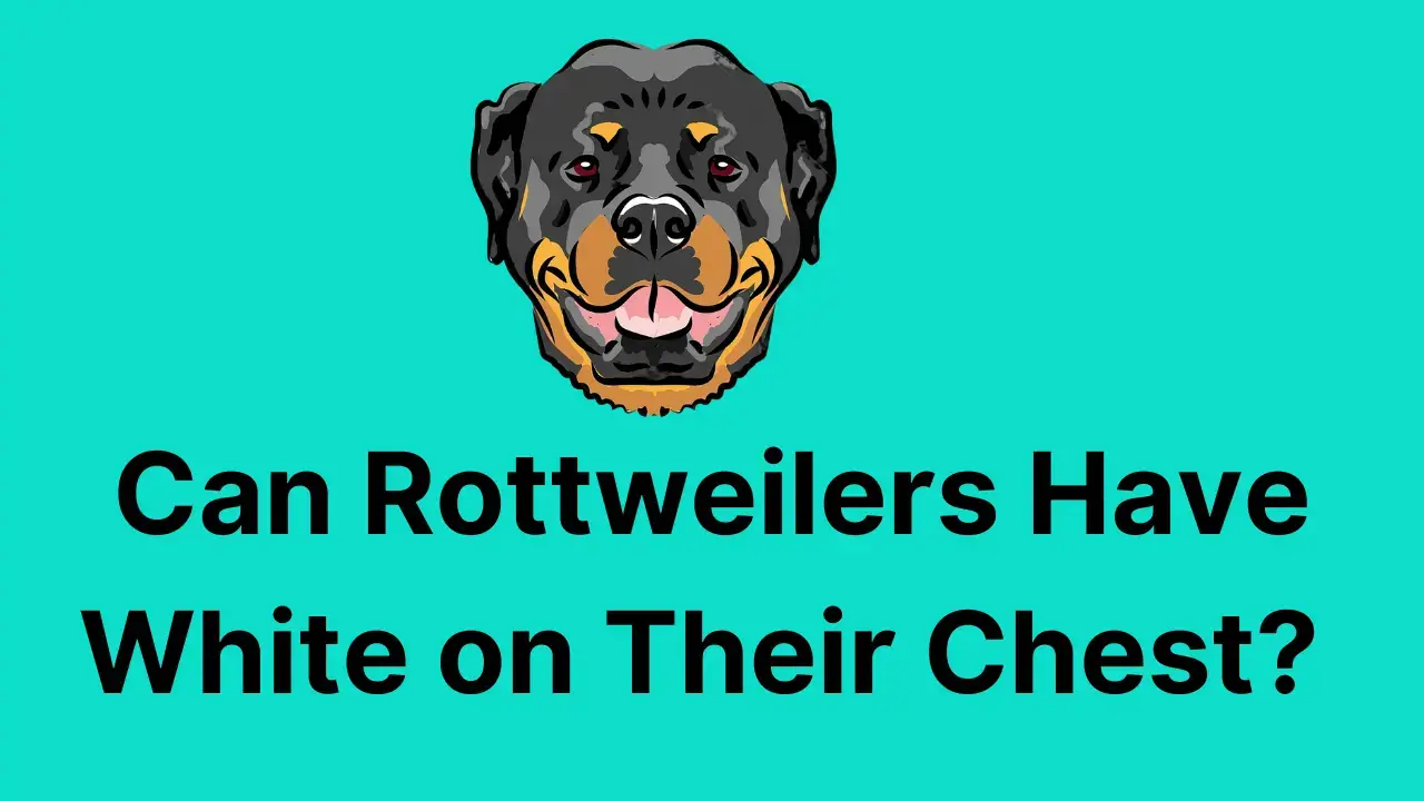 Can Rottweilers Have White on Their Chest