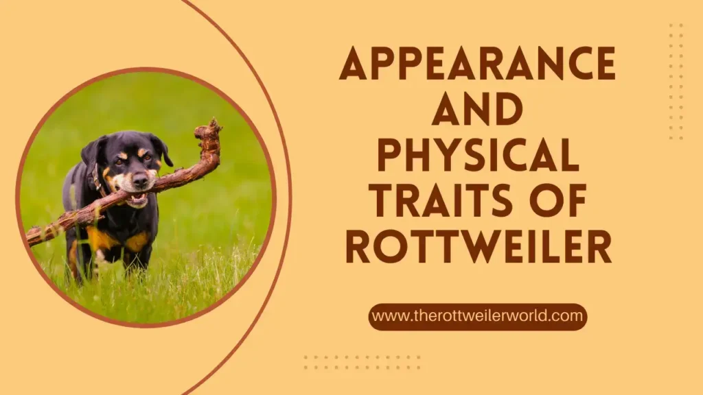 Appearance and Physical Traits of Rottweiler
