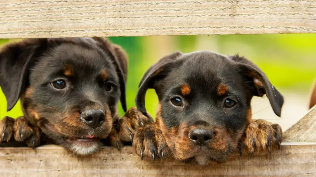 How long does a miniature Rottweiler live?
Mini Rottweilers