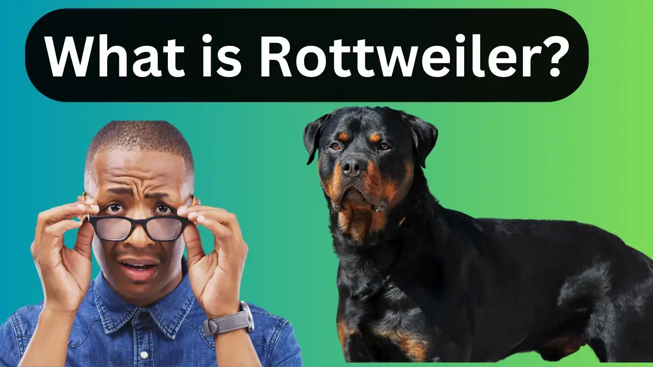 What-is-Rottweiler