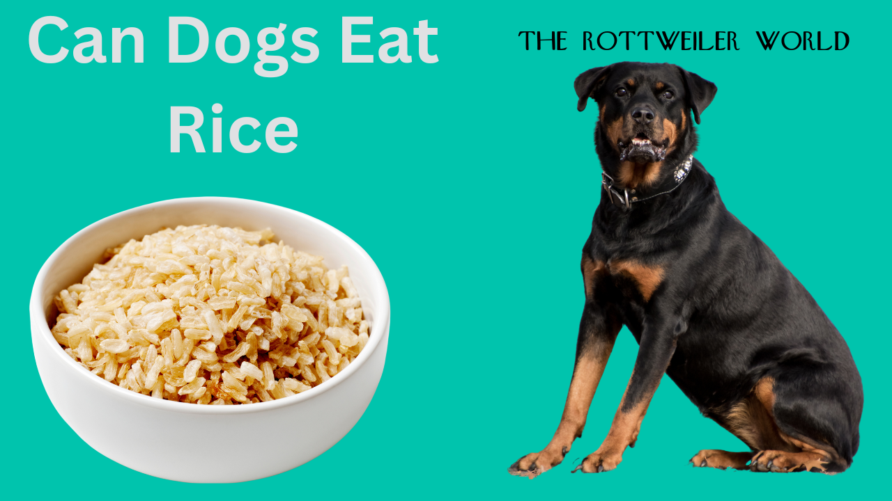 Can Dogs Eat Rice?