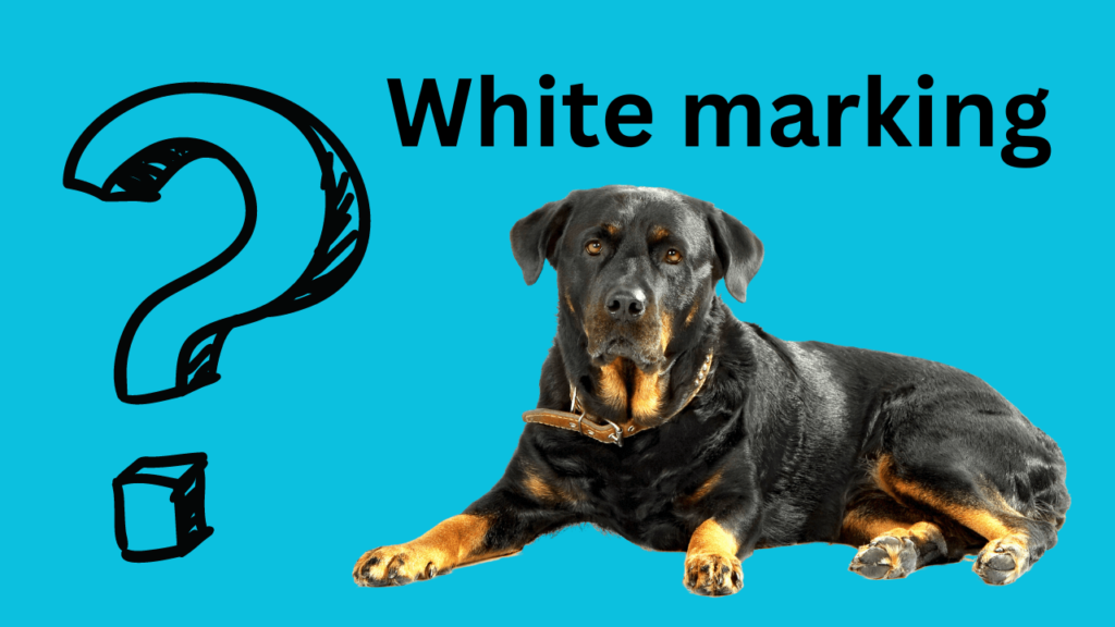 Genetics and White Markings in Rottweiler |Rottweiler Coat Colors|