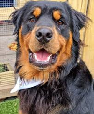 White Hair in Rottweilers: