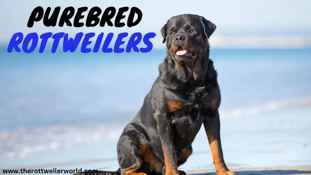 Purebred Rottweilers