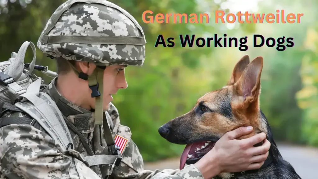 The Role of German Rottweilers as Working Dogs 