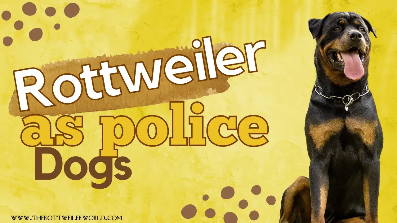 Rottweiler as police dogs