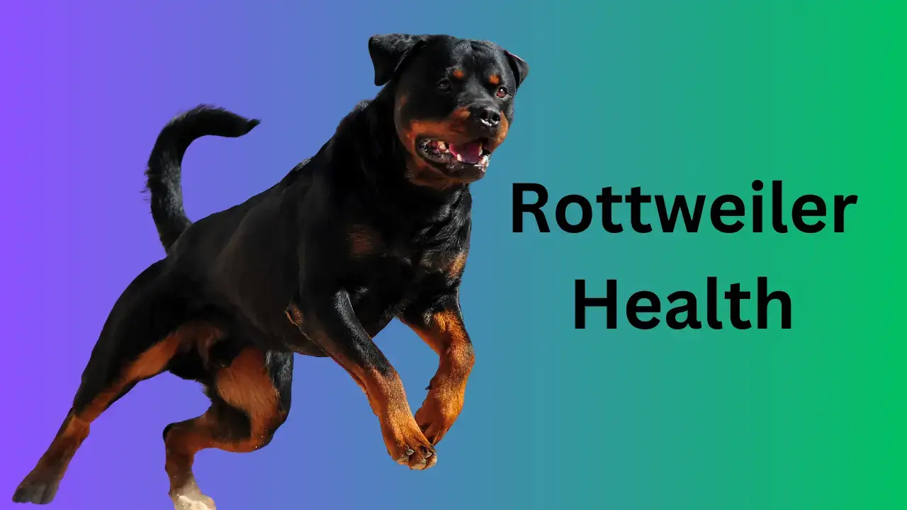 6 things every rottweiler owner should know about proper pet care