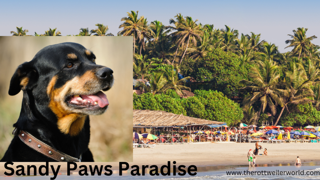 Sandy Paws Paradise: Beach Bliss for Rottweilers