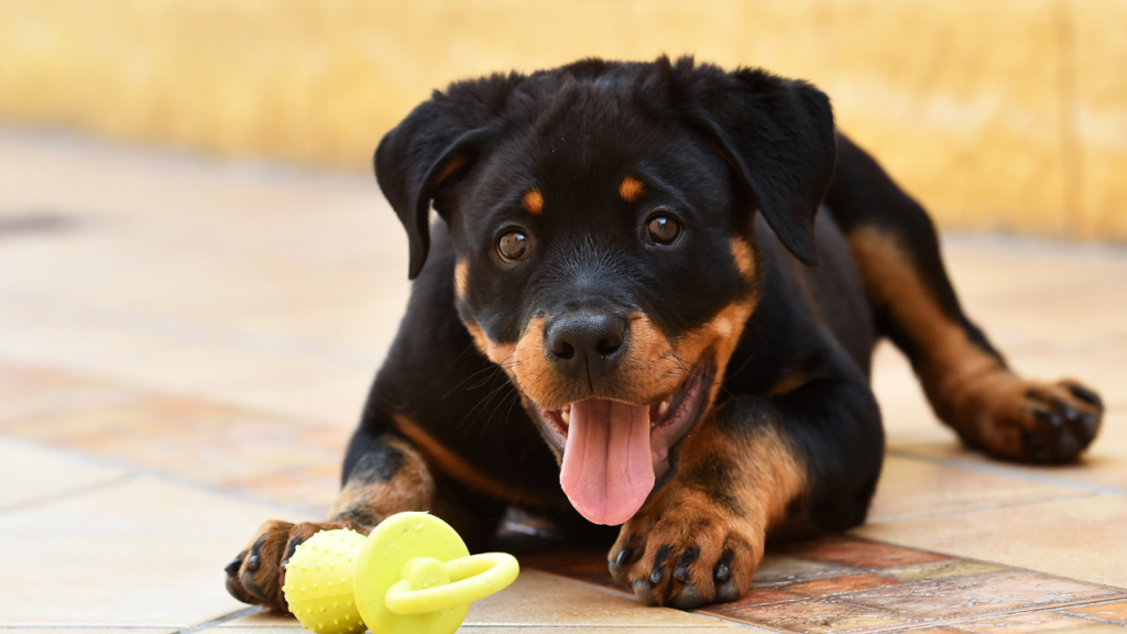Rottweiler attacks child