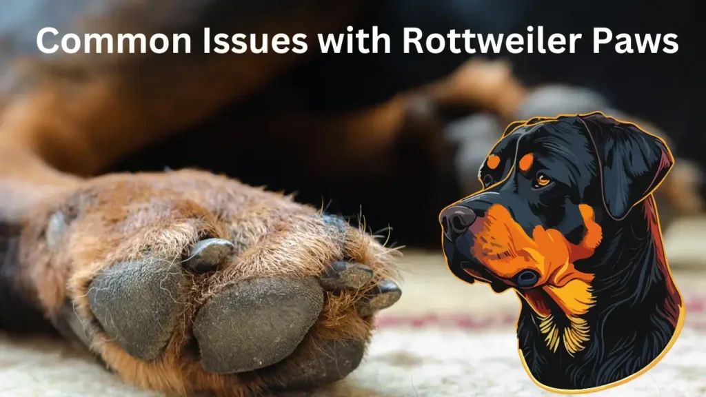Common Issues with Rottweiler Paws