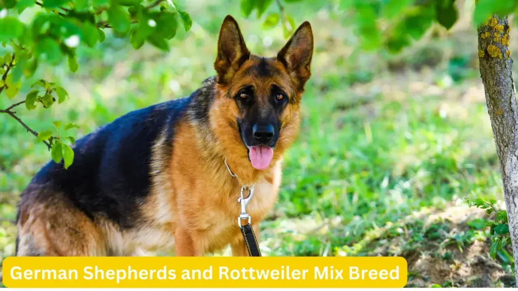 German Shepherds and Rottweiler Mix Breed