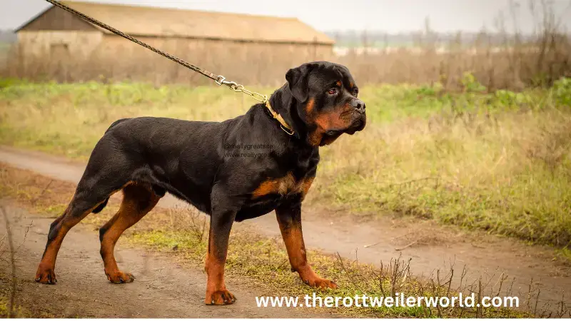 Rottweiler weight