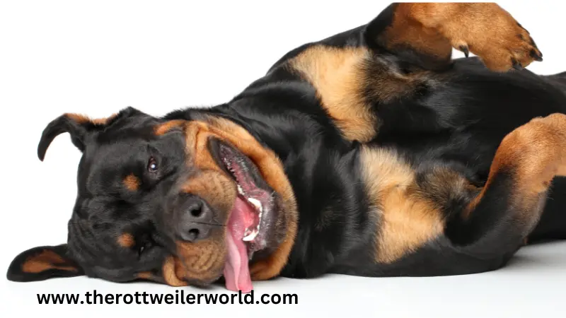 Rottweiler living conditions