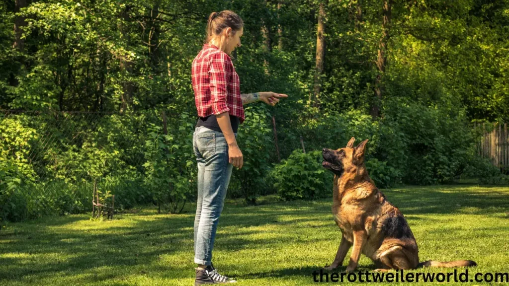 Training and Exercising Your German Shepherd Rottie Mix