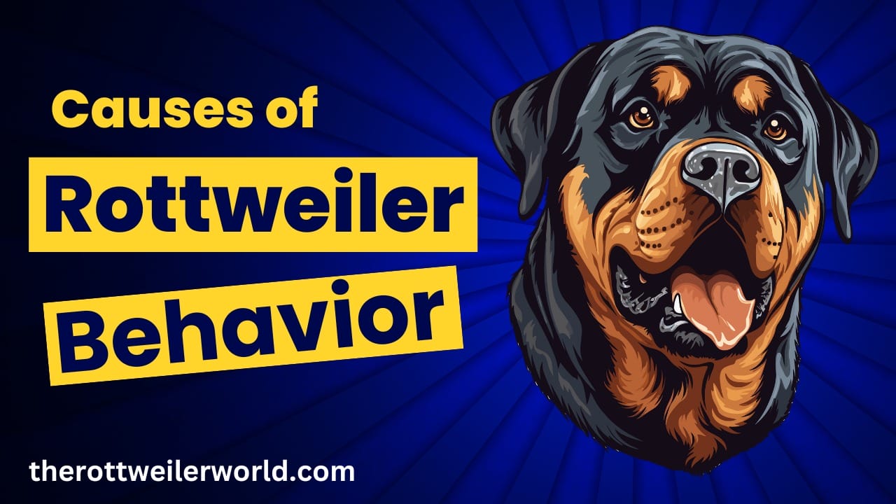 Causes of Rottweiler Behavior Issues