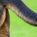 Close-up of a Rottweiler's thick, muscular tail.