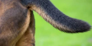 Close-up of a Rottweiler's thick, muscular tail.