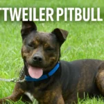 Rottweiler Pitbull Mix