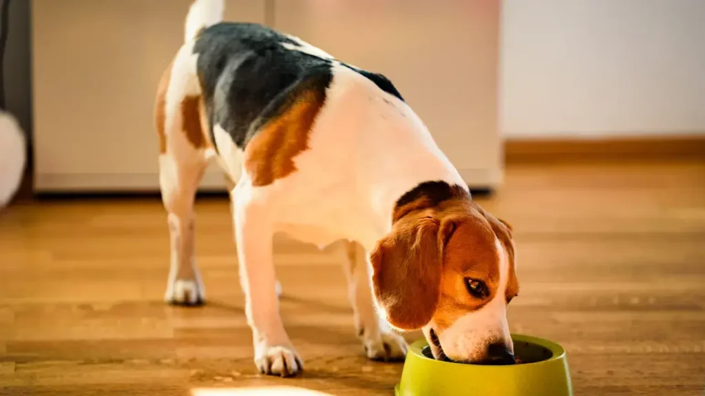 Can Dogs Eat Rice