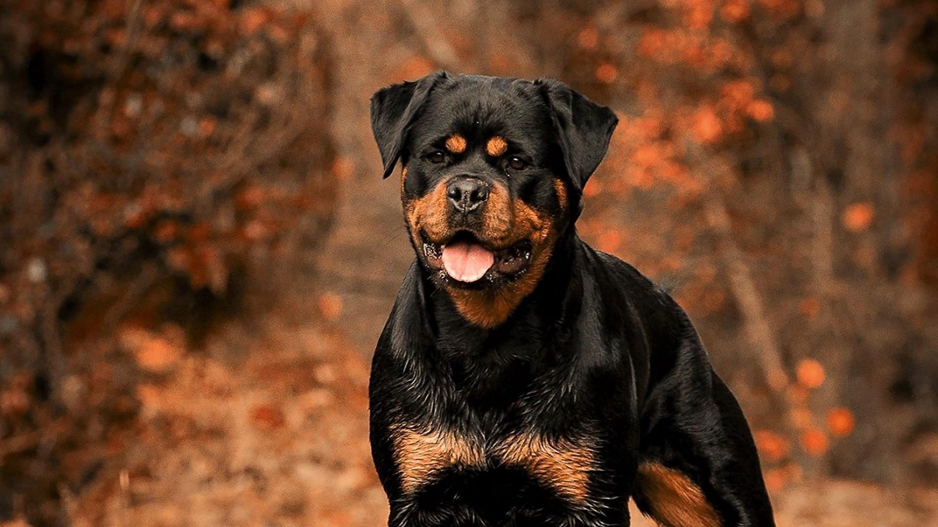 Rottweiler